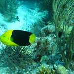 Playa del Carmen Snorkeling with Albertos Scuba