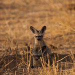 Serengeti Nationalpark