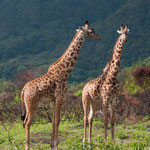 Arusha Nationalpark