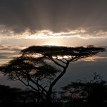 Serengeti Nationalpark