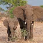 Serengeti Nationalpark