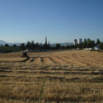 Cosecha en el campo situado junto a La Ermita.