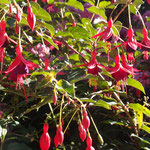 Unterwegs in Cornwall: Gulval bei Penzance