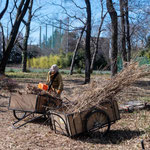 ホッケー場東側：刈り取ったササや枯草、灌木を整理する