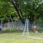 野球場フェンス内側に突き出た灌木類を剪定し、ササなどを刈り取る