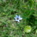 中央庭園の芝生に生える小さな野草ニワゼキショウ（アヤメ科北米原産）