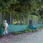マーキュリータワー側フェンス回りの灌木の除伐や蔓草の除去を行う