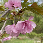 サトザクラの一種、カンザン。オオシマザクラをもとに生まれたといわれる。開きかけの花は塩漬けにして加工され、桜湯の原料とされる。