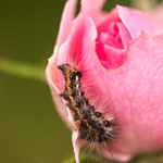 Wenn ich groß bin bin ich ein schöner Schmetterling