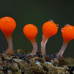 Einer der Trichia-Schleimpilze (Foto: Herrmann Affolter/naturgucker.de)