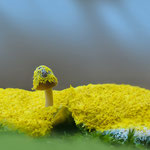 Die Gelbe Lohblüte ernährt sich u.a. von Pilzen. (Foto: Stefan Ruppenthal-Lietz/naturgucker.de