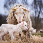 Foto: Sebastian Hennings/NABU