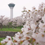五稜郭の桜と五稜郭タワー