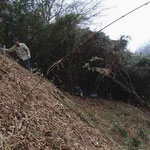 斜面の篠竹伐採