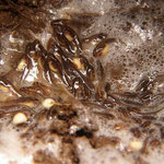 シュレーゲルアオガエル孵化（拡大）　左と同
