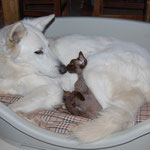 Cirka la Berger Blanc Suisse et Gaya la chocolat : parfait accord !!