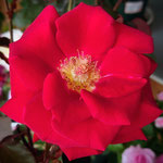 バラの花　photo:市川虎汰朗