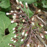 Pétasite hybride, herbe aux teigneux détail  (Jura)