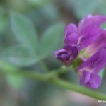 Luzerne à fleurs violettes  (Seine et marne)