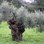 Ein mehrere hundert Jahre alter Olivenbaum