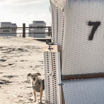 Strandkorb mit Hund (Sankt-Peter-Ording)