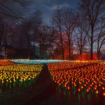 XMAS Lights 2024/25 (Allwetterzoo, Münster)