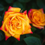 Rose, gelb-orange, Blüte