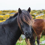 Dartmoor Pony (Dartmoor, Devon, GB)