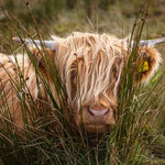 Versteckspiel (Isle of Skye, Schottland)