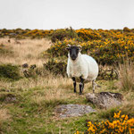 Dartmoor Scotch Blackface Schaf (Dartmoor, Devon, GB)