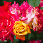 Rose, pink-rot-orange-gelb, Blüte