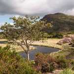 Baum (Killarney, Irland)