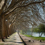 Allee (Ponte de Lima, Portugal)