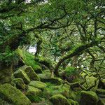 Wistman's Wood (Dartmoor, Devon, GB)
