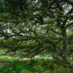 Wistman's Wood in Dartmoor, Devon, England