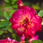 Rose, pink-weiss-gelb, Blüte