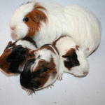 Meerschweinchen