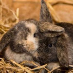 Kaninchen