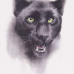 「黒豹」　（2011年に描いた雪豹と対の作品として描いた一枚。）