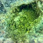 Smithsonite