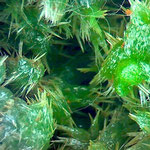Pyromorphite