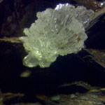Hémimorphite