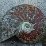 ammonite taillée