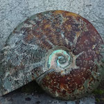 ammonite taillée