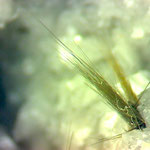 Rutile