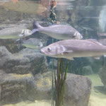 Motor Trip organisation de voyage - Malte Aquarium