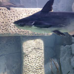 Motor Trip organisation de voyage - Malte Aquarium