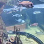 Motor Trip organisation de voyage - Malte Aquarium