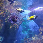 Motor Trip organisation de voyage - Malte Aquarium