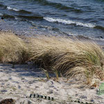 Naturstrand Fehmarnsund